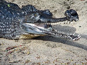 Indian Gharial at the San Diego Zoo (2006-01-03) (headshot)