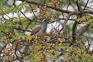 Indian Grey Hornbill (Ocyceros birostris) eating Bakain (Melia Azadirachta) berries at Roorkee, Uttarakhand W IMG 9016