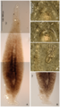 Journal.pone.0079155.g002 Lethacotyle fijiensis Manter & Prince, 1953, holotype