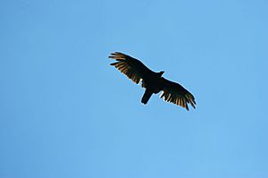 LHSP Turkey Vulture
