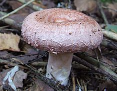 Lactarius torminosus (cropped).jpg