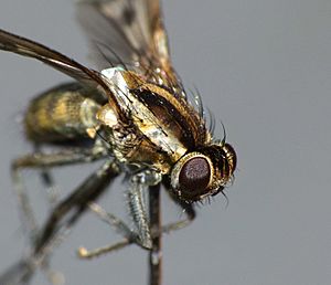 Limnohelina bivittata - lateral view 02.jpg