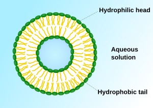 Liposome scheme-en