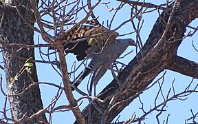 Madagascar harrier-hawk 5