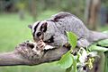 Mahogany glider