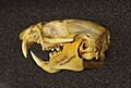 Marmota vancouverensis skull at the Beaty Biodiversity Museum