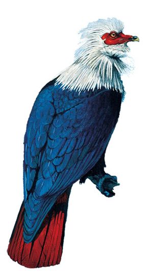 Mauritius blue pigeon