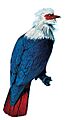 Mauritius blue pigeon