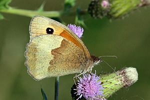 Meadow brown butterfly (Maniola jurtina) male underside no spots