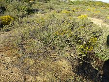 Melaleuca filifolia (habit)