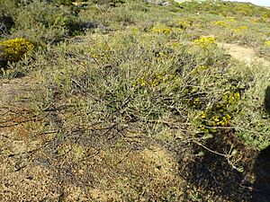 Melaleuca filifolia (habit)