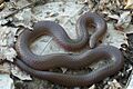 Midwestern worm snake