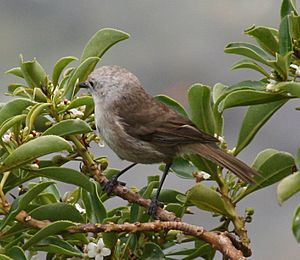 Mohoua albicilla