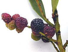 Myrica faya fruit