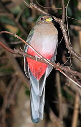 Narina Trogon, Apaloderma narina FEMALE at Lekgalameetse Provincial Reserve, Limpopo, South Africa (14474360098)