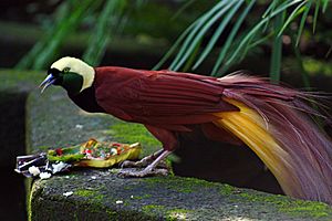 Paradisaea apoda -Bali Bird Park-6