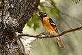 Pheucticus melanocephalus -California, USA-8