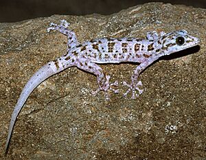 Phyllodactylus xanti.jpg