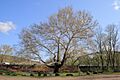 Pinchot Sycamore, April 29, 2008