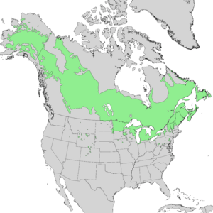 Populus balsamifera range map 1.png
