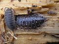 Porcellio scaber and Oniscus asellus - Zalné20070205