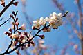 Prunus armeniaca