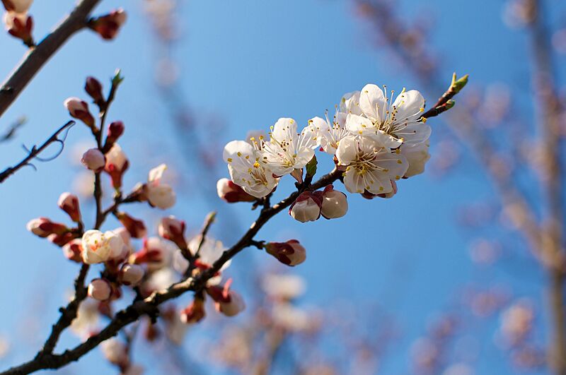 Prunus armeniaca