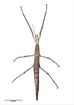 Pseudoclitarchus sentus (Salmon, 1948) Female specimen AMNZ55078.jpg