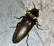 Pyrophorus noctilucus click beetle