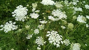 Queen Anne's Lace in Pennsylvania.