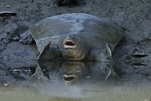 Rafetus euphraticus cropped