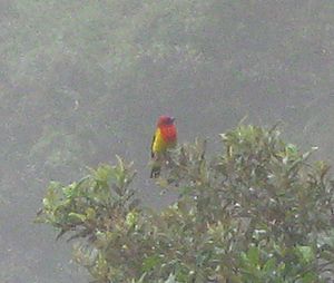 Red-hooded Tanager