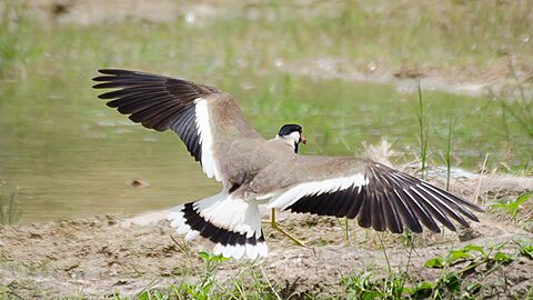 Red-wattled lapwing-wings-spread-tail-hyderabad-India