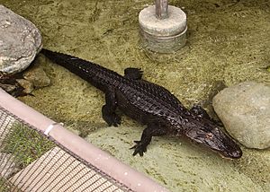 Reggie the alligator LA zoo