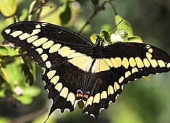 SWALLOWTAIL, GIANT (Papilio cresphontes) (3-7-13) key west tropical forest and botanical garden, key west, monroe co, fl (1) (16099769600)
