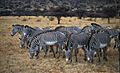 Samburu Grevy's zebra