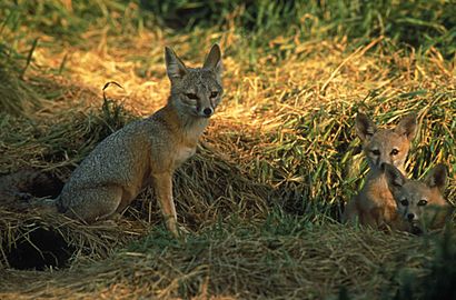 San Joaquin kit fox family sit among grasses vulpes macrotis mutica