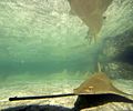 Sawfish Atlantis Paradise Island photo D Ramey Logan