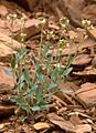 Schoenocrambe barnebyi