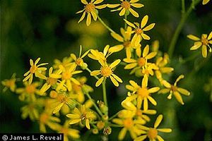 Senecio ampullaceus USDA-seam2-2h.jpg