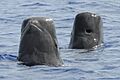 Short-finned pilot whale