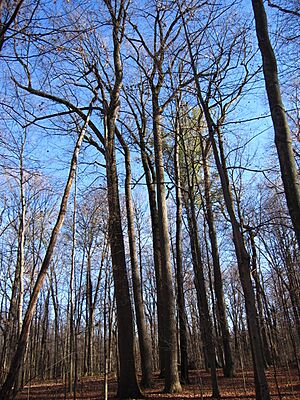 Shrader-Weaver Woods (5209105493)