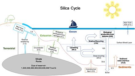 Silica cycle