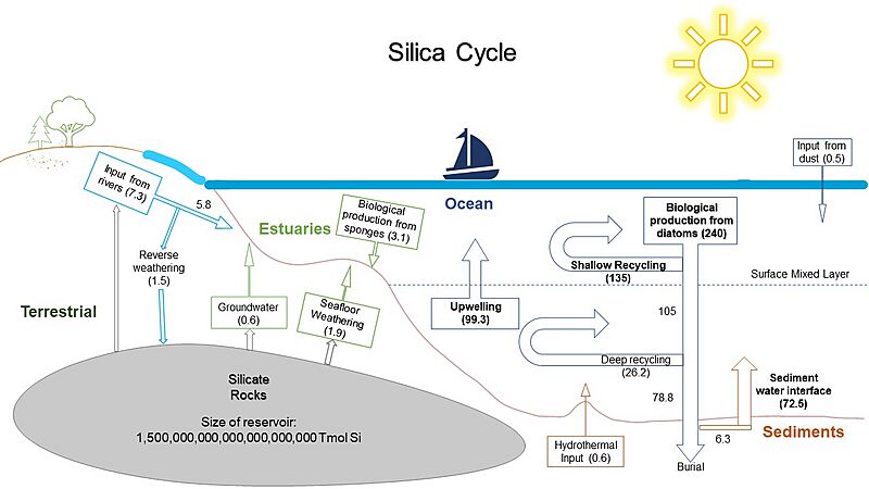 Silica cycle