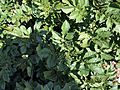 Solanum tuberosum Puca Quitish (04).jpg