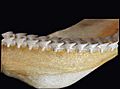 Squalus acanthias lower teeth