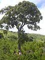 Starr 040731-0030 Tetraplasandra oahuensis