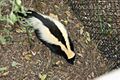 Striped skunk Florida 2