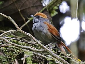 Synallaxis cinerea - Bahia Spinetail; Boa Nova, Bahia, Brazil.jpg