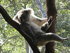 Taronga Zoo (10759288145)